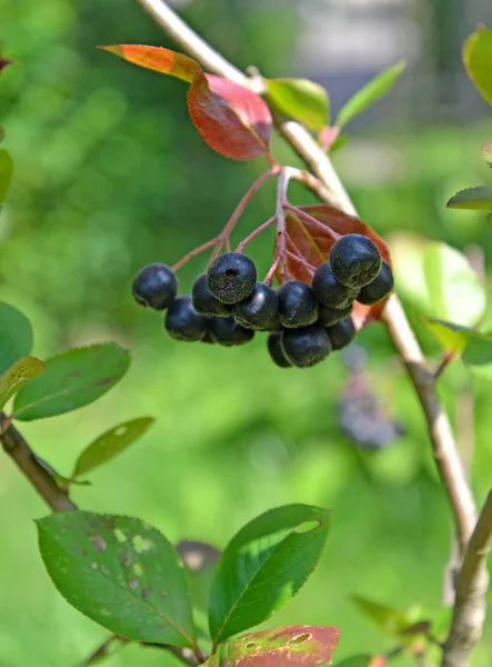 Berries Aroniya Mountain Ash Black Fruited Aronia Melanocarpa Michx Elliott — Stock Photo, Image