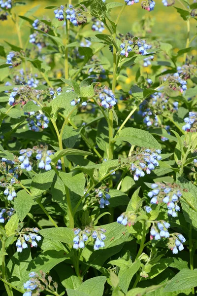 Comfrey Caucasian Symphytum Caucasicum Bieb Blossoming Plant — Stock Photo, Image