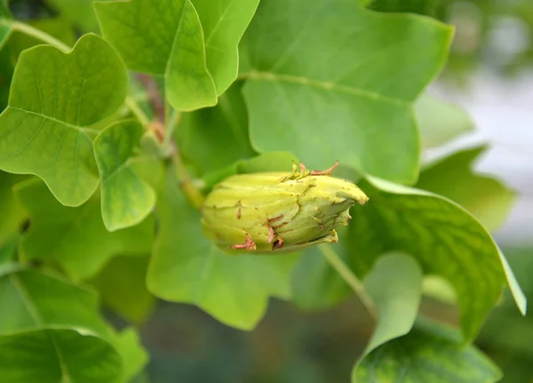 Tulipán Liriodendro Árbol Del Tulipán Liriodendron Tulipifera Frutas Hojas — Foto de Stock