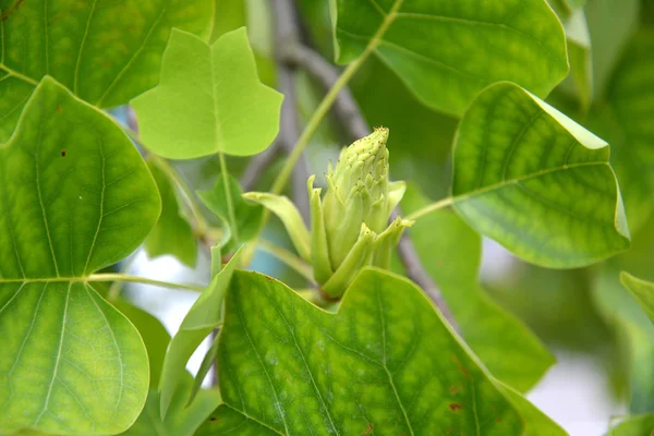 Frucht Einer Liriodendron Tulpe Tulpenbaum Liriodendron Tulipifera — Stockfoto