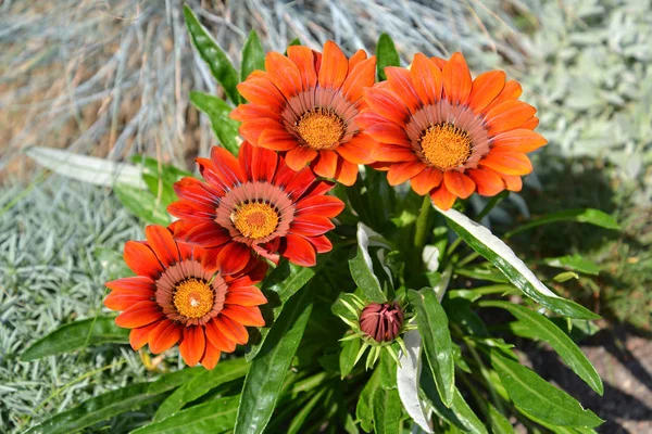 Flores Brilhantes Gazaniya Gatsaniya Hardish Gazania Rigens Gaertn — Fotografia de Stock