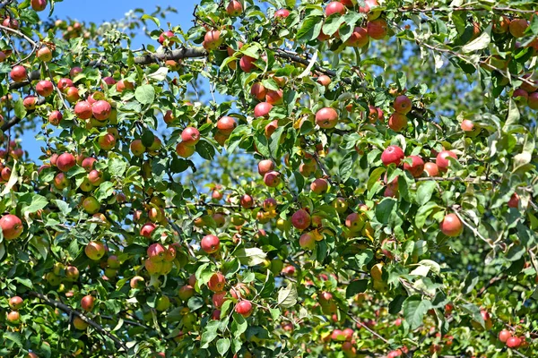 Colheita Abundante Maçãs Uma Árvore Malus Domestica — Fotografia de Stock