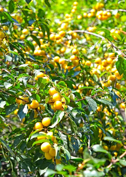 Mogna Gula Körsbär Plommon Prunus Cerasifera Bakgrund — Stockfoto