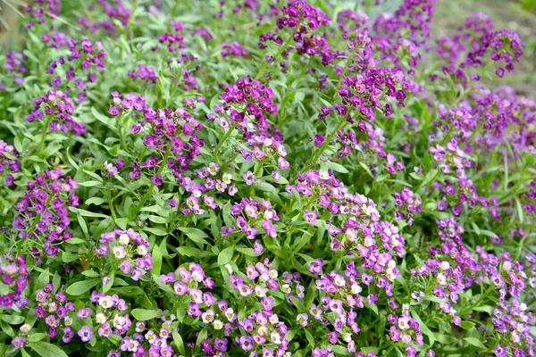 Çiçek Açması Alissum Lobulyariya Deniz Alyssum Maritimum Lam Lobularia Maritima — Stok fotoğraf