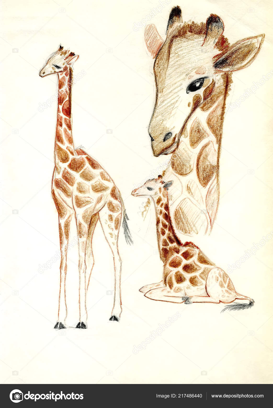 Featured image of post Giraffe Colour Drawing Giraffe art giraffes giraffe coloring pages kids prints quilling projects to try memes drawings cute