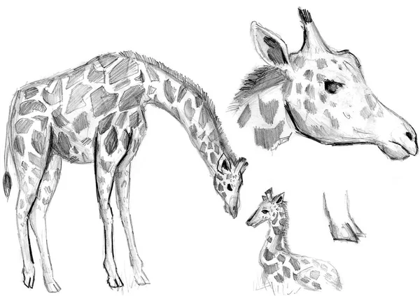 Drawings of a giraffe on a white background a simple pencil