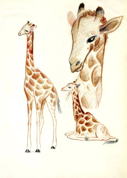 长颈鹿在一个光的背景 画彩色铅笔 — 图库照片
