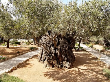 Bahçe Gethsemane Antik Zeytin ağacı. İsrail, Jerusalem.