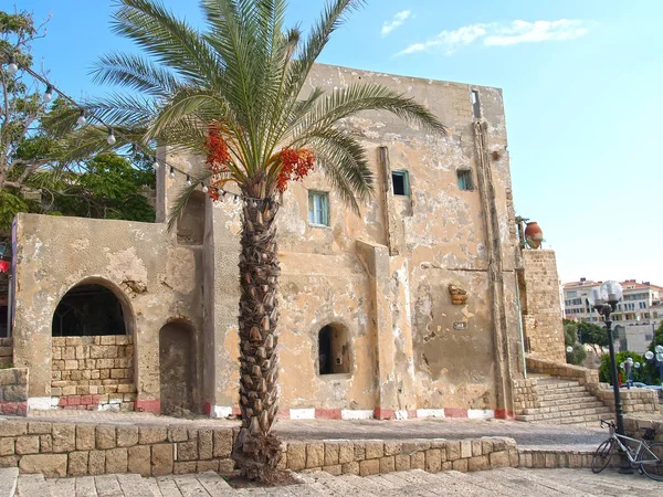 Dadelpalm Boom Tegen Achtergrond Van Het Oude Gebouw Jaffa Israël — Stockfoto