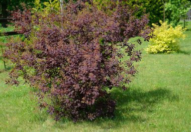 Tunberg (Berberis thunbergii Dc Mor çiçek açması kızamık Bush.)