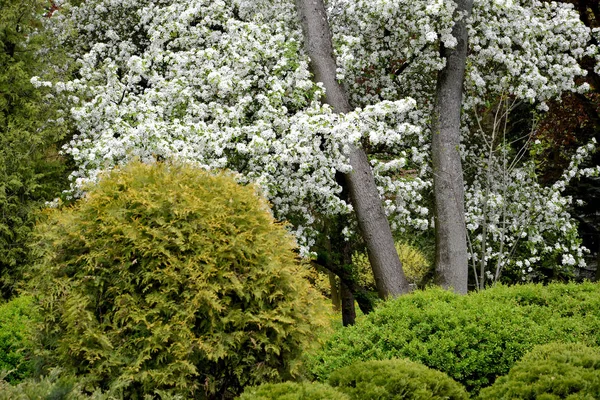 Rincón Del Parque Con Árbol Frutal Flor Las Plantas Coníferas — Foto de Stock