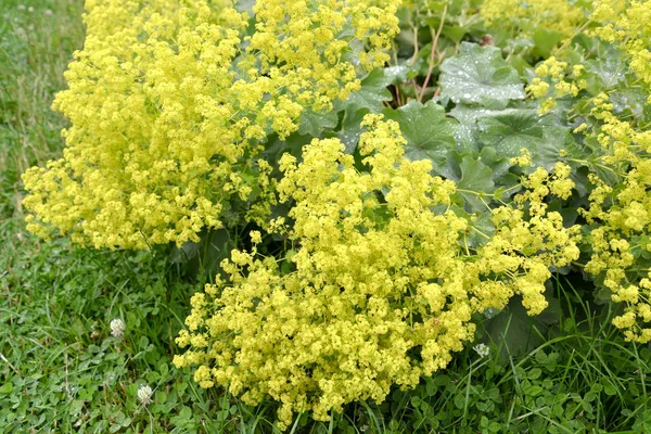 Női Köpeny Alchemilla Vulgaris Virágzó Növény — Stock Fotó