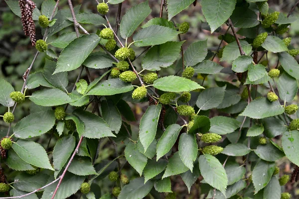 Cherry Bříza Betula Lenta Větve Zelené Náušnice Listy — Stock fotografie