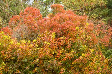 Skumpiya tanning (Cotinus coggygria Scop.). Autumn landscape clipart