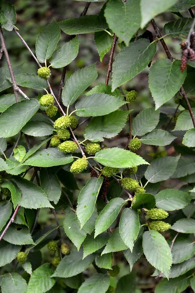 Cherry Bříza Betula Lenta Větve Zelené Plody Listy — Stock fotografie