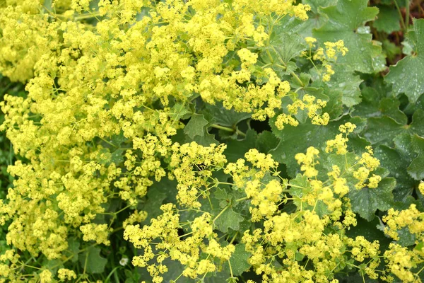 Der Blühende Frauenmantel Alchemilla Vulgaris — Stockfoto