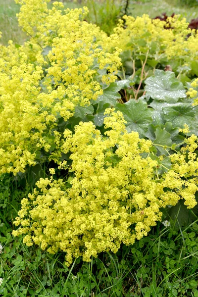 Manto Senhora Alchemilla Vulgaris Inflorescências — Fotografia de Stock