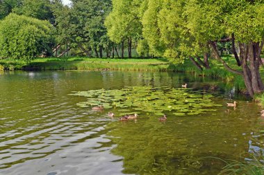 Yaz günü su manzarada. Holguin gölet, Kolonistsky park. Peterhof