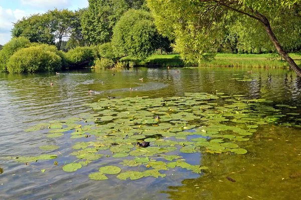 Een Landschap Van Water Zomerdag Holguin Vijver Kolonistsky Park Peterhof — Stockfoto