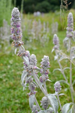 Kuzu kulağı (stachys yünlü) (Stachys byzantina K.Koch ve Scheele)