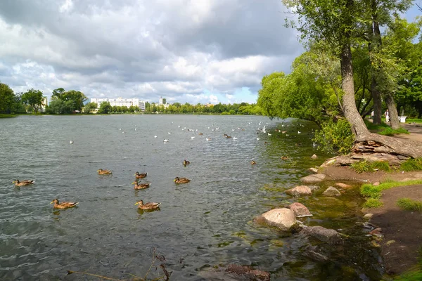 Ducks Swim Holguin Pond Kolonistsky Park Peterhof — Stock Photo, Image