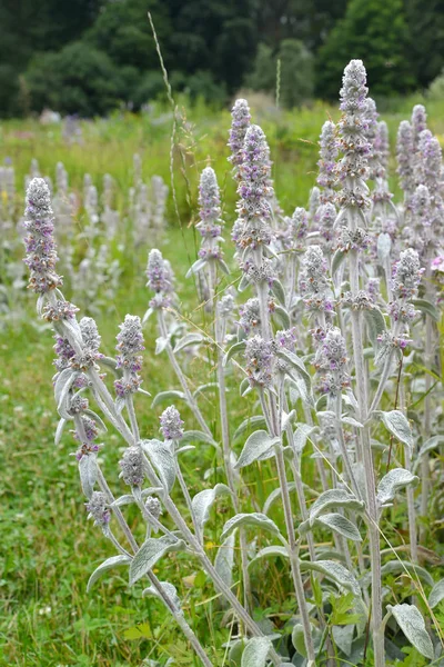Blossoming Lamb Ears Stachys Woolly Stachys Byzantina Koch Scheele Blossoming — Stock Photo, Image