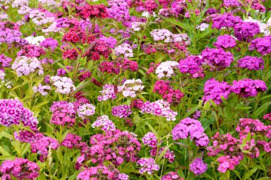 Çiçek Türk karanfil (karanfil barbatus L.) farklı sınıflar