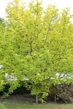 Manolya kobus (Magnolia kobus Dc.), sonbahar görünümü