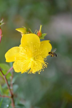 St John's wort (Hypericum calycinum L.), bir çiçek bir arı ile yakından