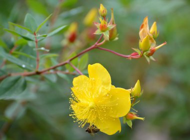 Bir St John's wort (Hypericum calycinum L çiçek.)