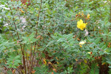 Aaron'ın-sakal (Hypericum calycinum L.), genel görünümü
