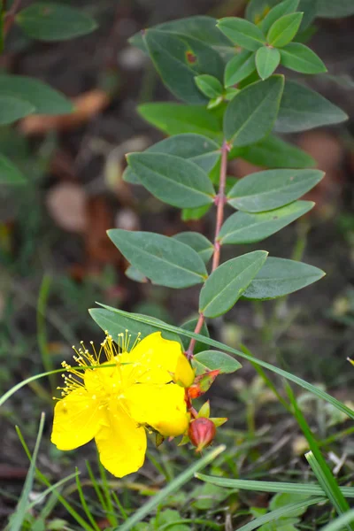 Blossoming John Wort Hypericum Calycinum — Stock Photo, Image