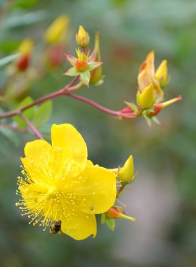 St John's wort çiçek (Hypericum calycinum L.)