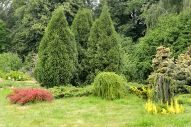 Thujas Batı ile çevre düzenlemesi