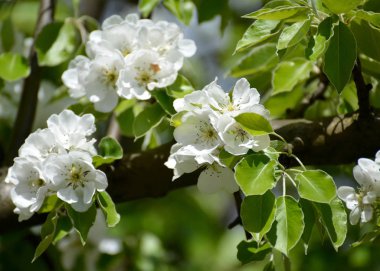 Armut sıradan (Pyrus communis L.), yakın kadar çiçek açması