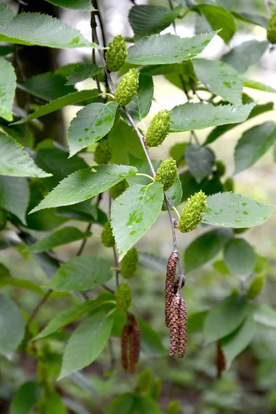 Birch Cherry Betula Lenta Branches Green Fruits Men Earrings — Stock Photo, Image