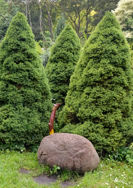 Conische Fir Bomen Groeien Een Tuin — Stockfoto
