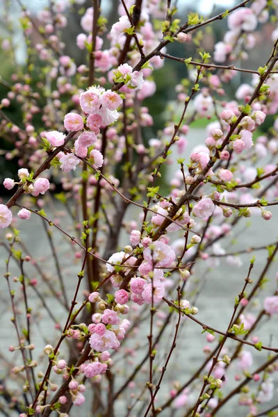 Fiori Mandorle Tre Lame Prunus Triloba Lindl — Foto Stock