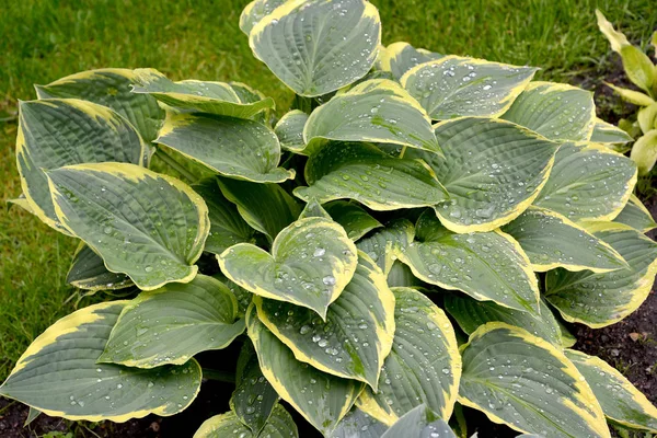 Khosta Funkiya Del Grado Sagae Las Gotas Lluvia —  Fotos de Stock