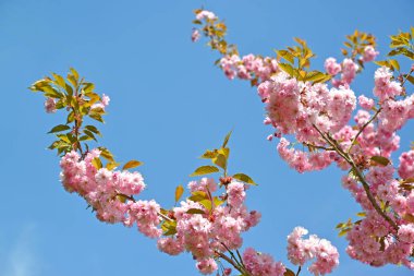 Dallar kiraz çiçek açması Oriental, mavi bir arka plan üzerinde (Prunus serrulata Lindl.)