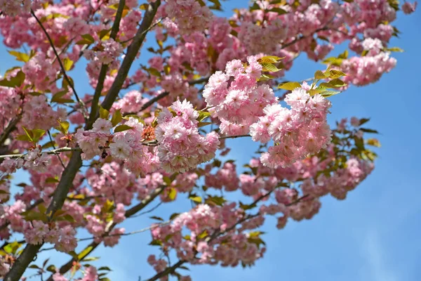 Magnifika Blommande Orientalisk Körsbär Prunus Serrulata Lindl — Stockfoto