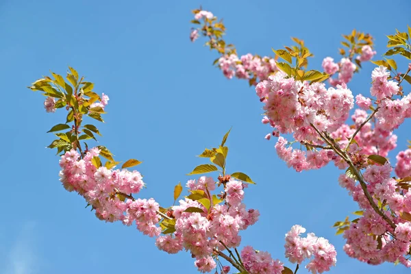 Grenar Den Blommande Orientalisk Körsbär Prunus Serrulata Lindl Blå Bakgrund — Stockfoto