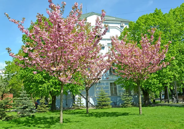 The blossoming Oriental cherry trees (Prunus serrulata Lindl.) in the city square