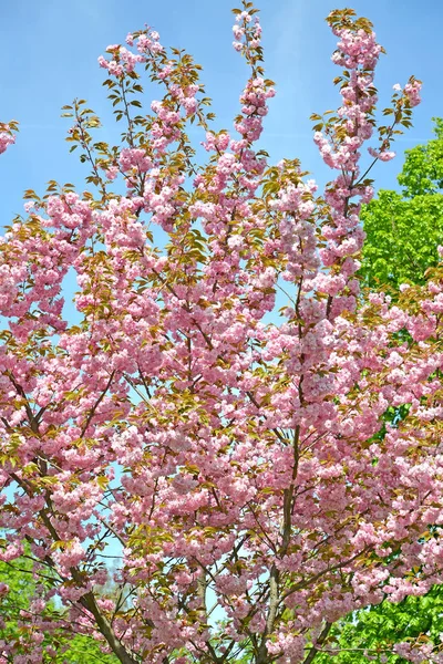 Krone Blommande Oriental Körsbär Prunus Serrulata Lindl — Stockfoto