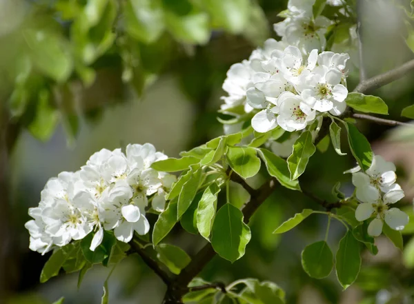 Blommor Vanliga Päron Pyrus Communis Närbild — Stockfoto