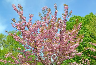 Kiraz çiçek açması Oriental, Kronu (Prunus serrulata Lindl.) genç bitki örtüsü arka planı