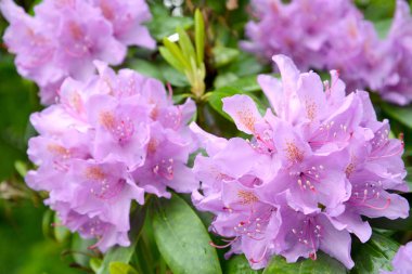 Çiçek pembe ormangülü (Rhododendron L.), yakın çekim