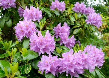 Bir pembe ormangülü (Rhododendron L.) çiçek açması. Bahar