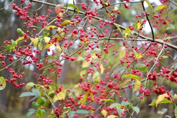 Egy Euonymus Európai Euonymus Europaeus Gyümölcse Őszi — Stock Fotó