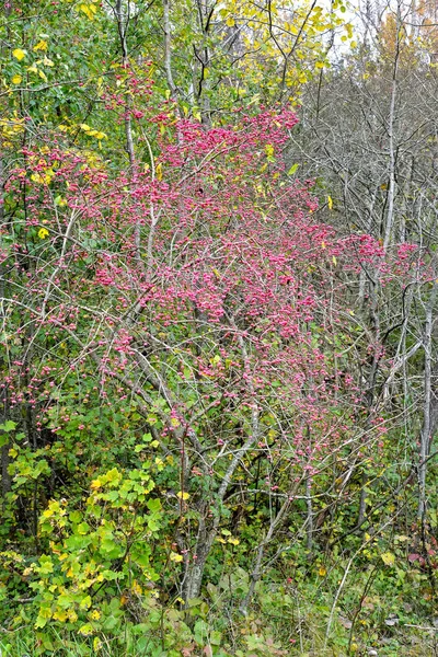 Baum Eines Europäischen Euonymus Euonymus Europaeus Mit Früchten Herbstlandschaft — Stockfoto